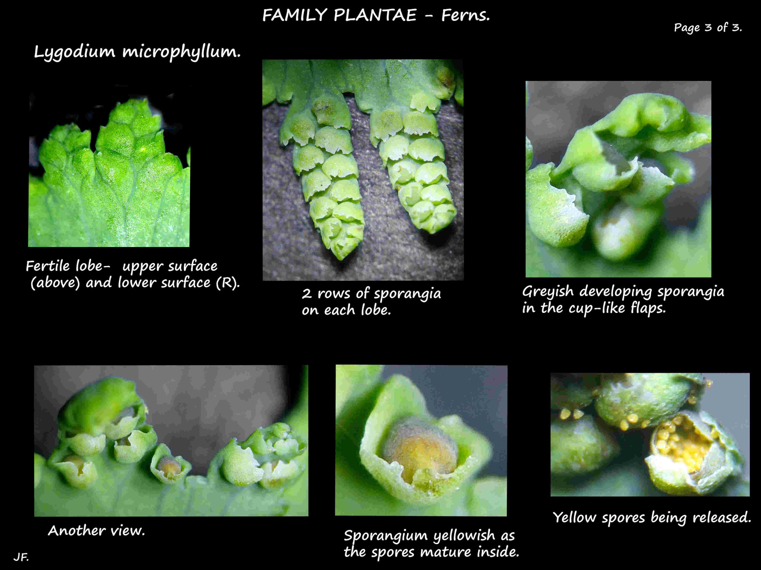 3 Sporangia & spores of Lygodium microphyllum